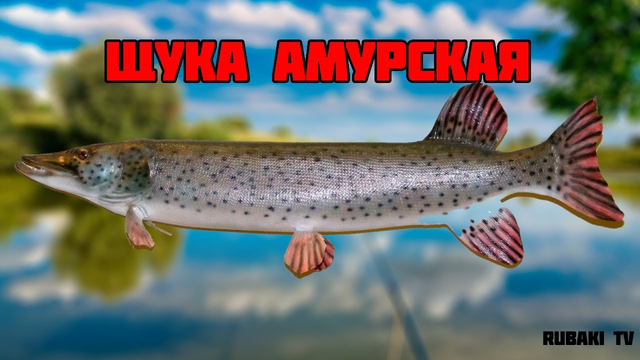 На что ловить амурскую щуку Щука на крабы, февральский ветер не дал порыбачить YouTube
