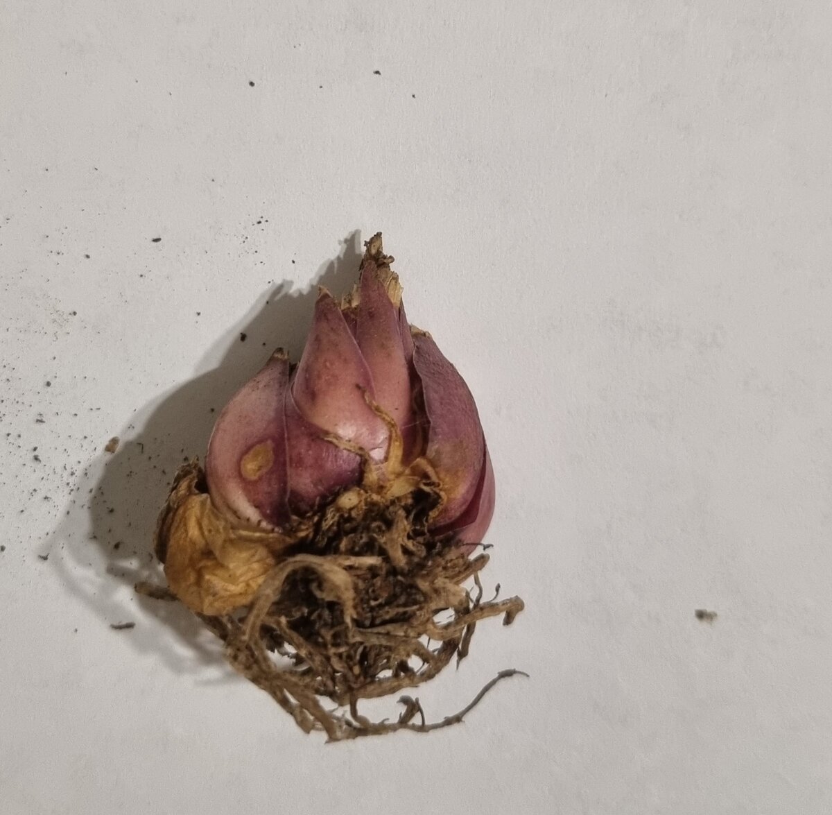 Исходная луковица