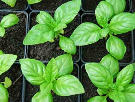 Базилик растения