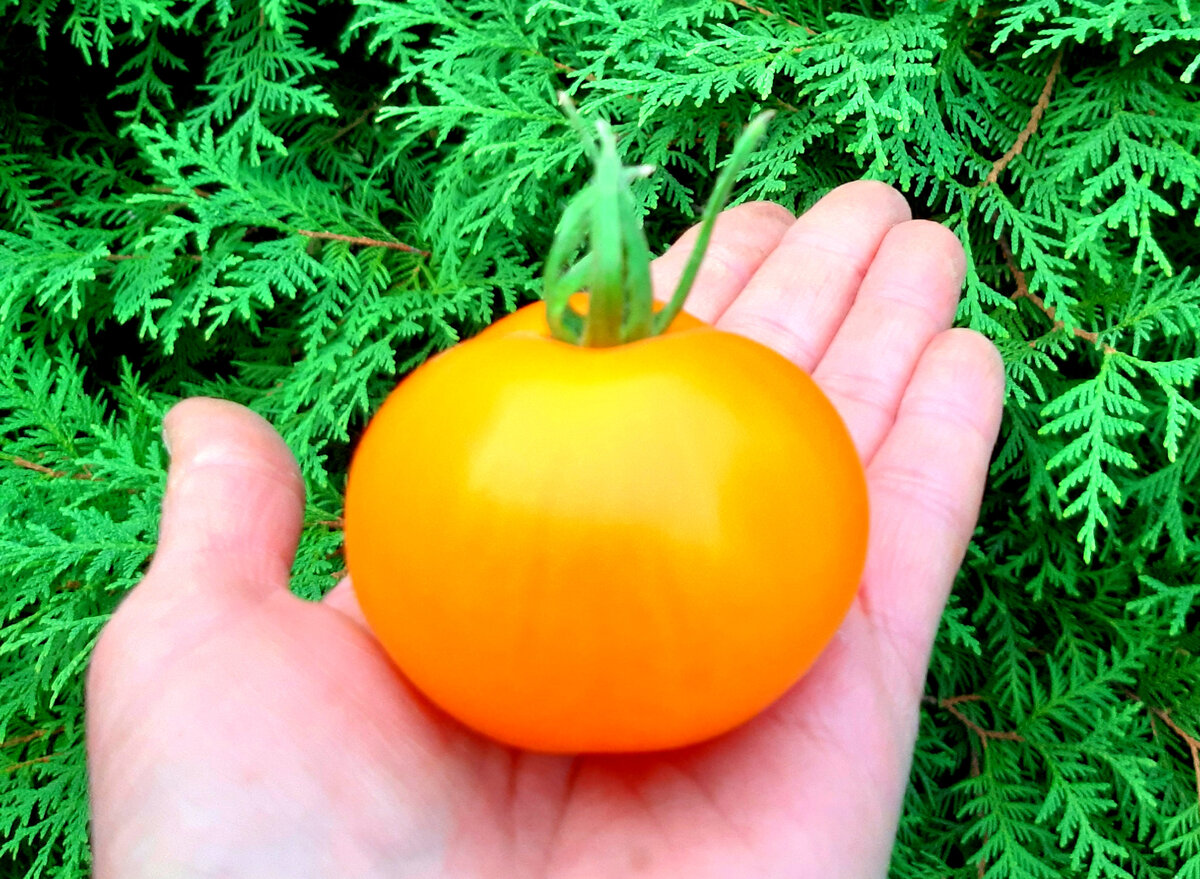 Фото автора.