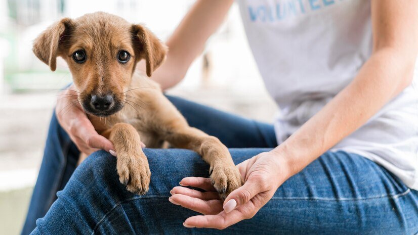 Фото взято из открытого доступа. Источник: https://ru.freepik.com/free-photo/cute-rescue-dog-at-shelter-being-held-by-woman_10295945.htm#query=%D0%BF%D1%80%D0%B8%D1%8E%D1%82%20%D0%B6%D0%B8%D0%B2%D0%BE%D1%82%D0%BD%D1%8B%D1%85&position=4&from_view=search&track=sph