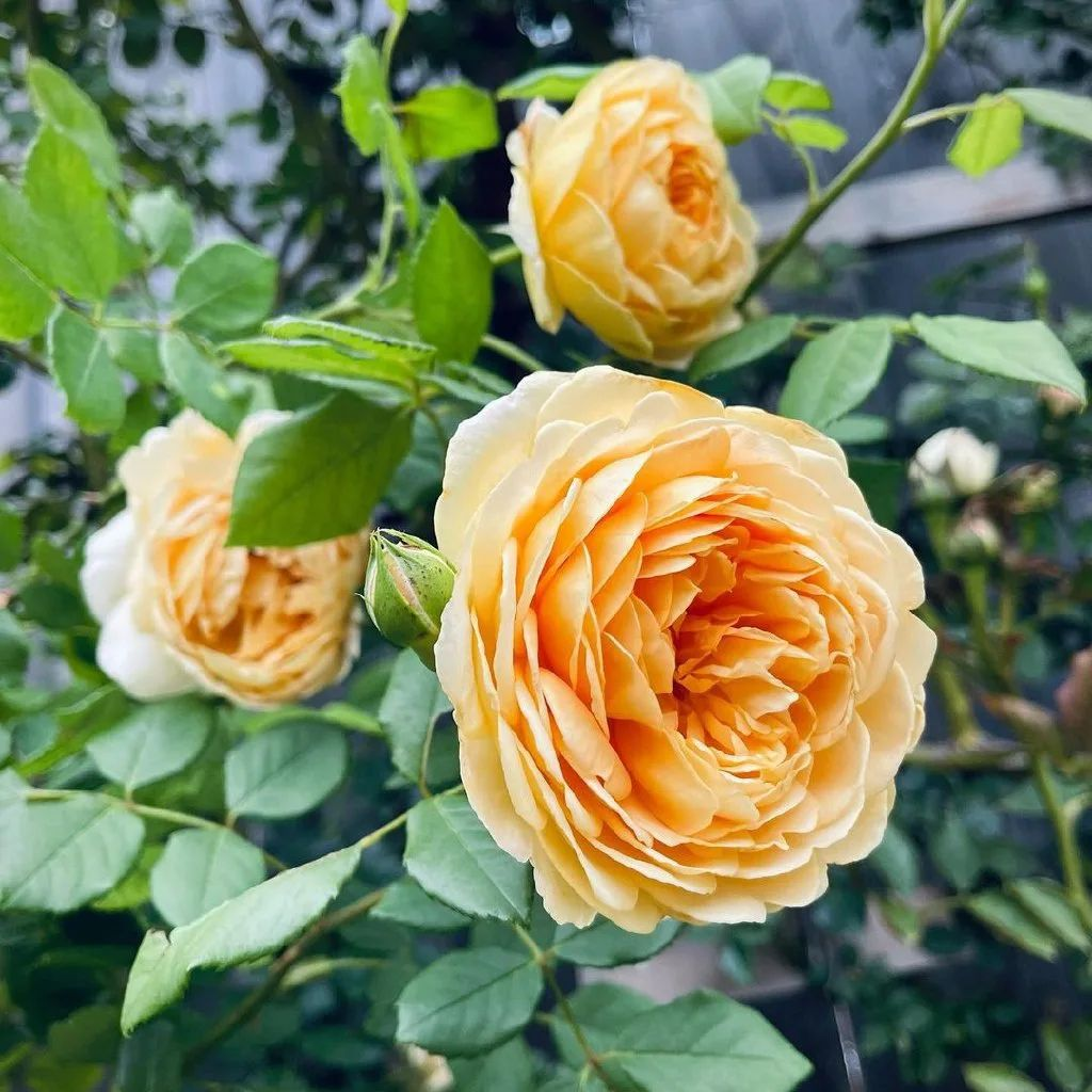 * Голден Селебрейшн 