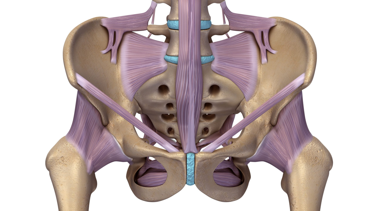 Расширение таза мужчин. Анатомия крестцово-подвздошного сочленения. Связочный аппарат тазобедренного сустава. Связки таза и тазобедренного сустава. Крестцово-подвздошный сустав нервы.