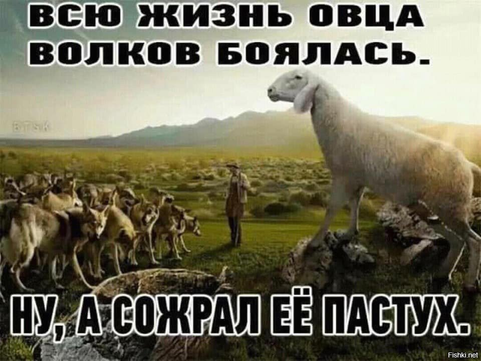 Не вы ль сперва так злобно гнали. Овца всю жизнь боялась волка. Всю жизнь овца Волков. Овцы боятся Волков. Стадо овец.