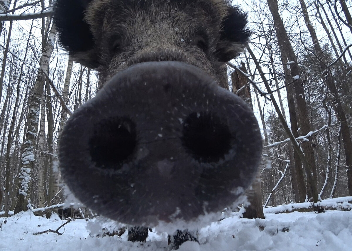   
 Фото: Каждой твари по паре / Павел Глазков