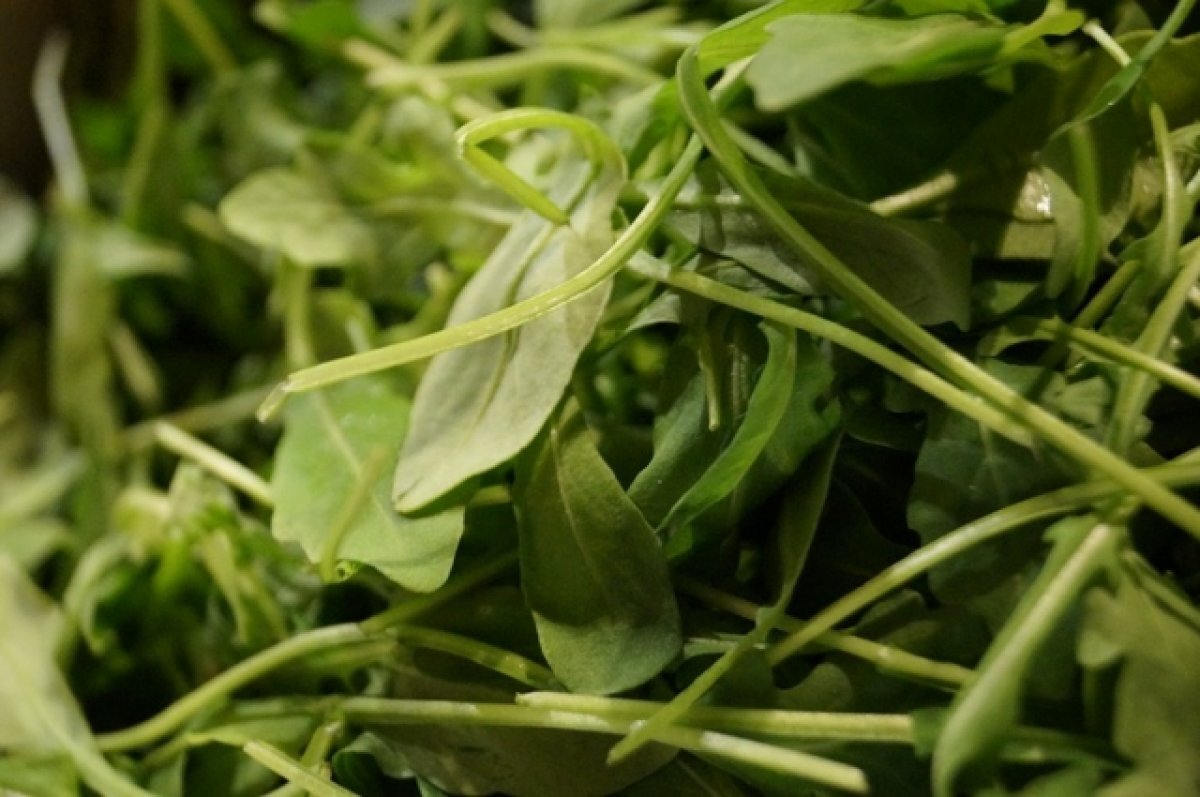    Российские ученые нашли способ выращивания особо ценной рукколы