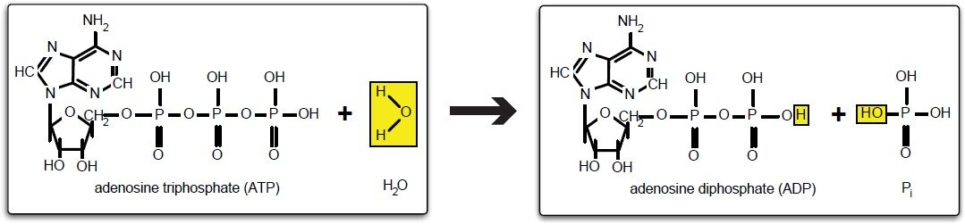 Рисунок 2 (Разрыв хим. связей в АТФ)
