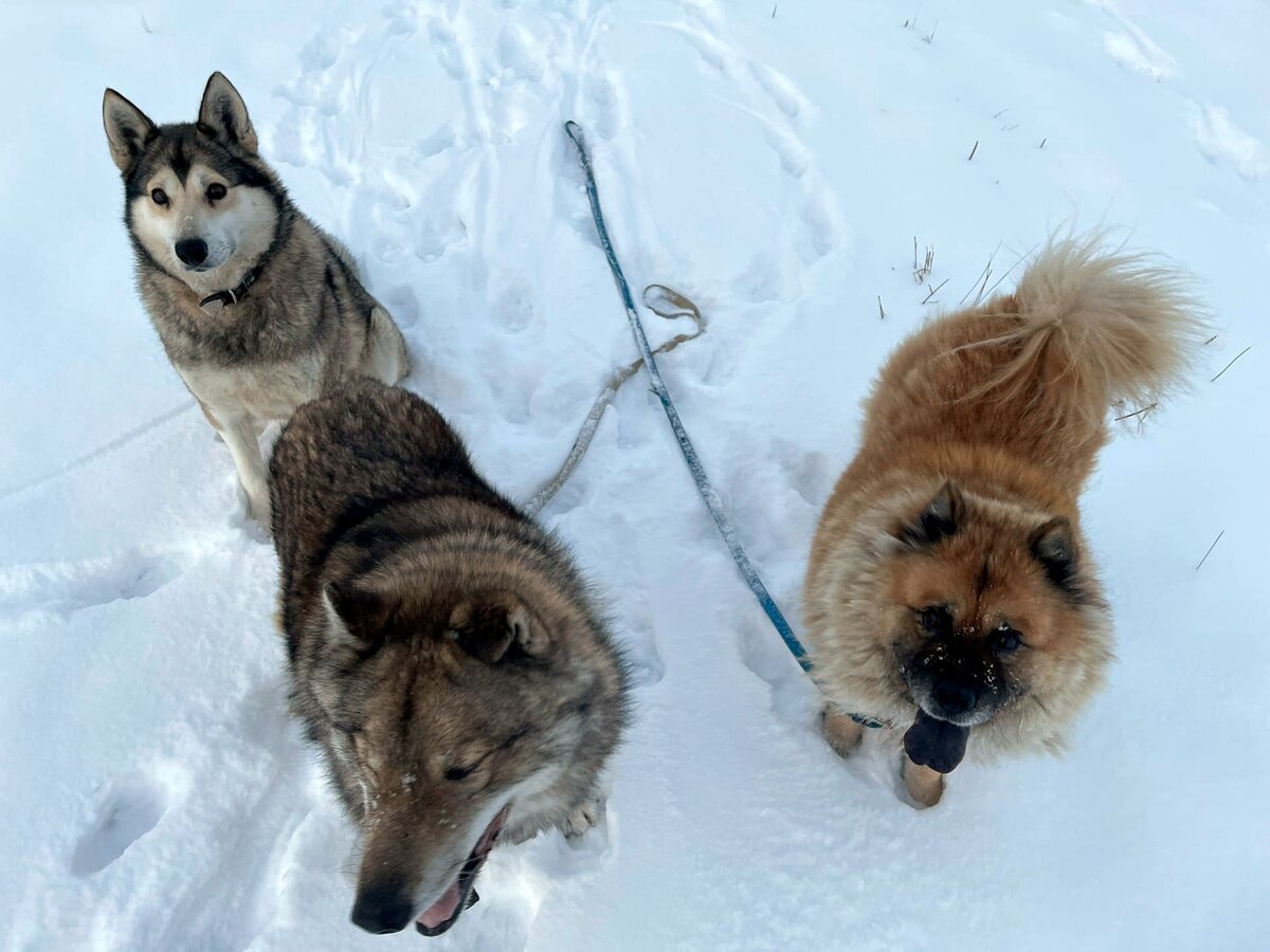 Выгуливаем по любимым маршрутам
