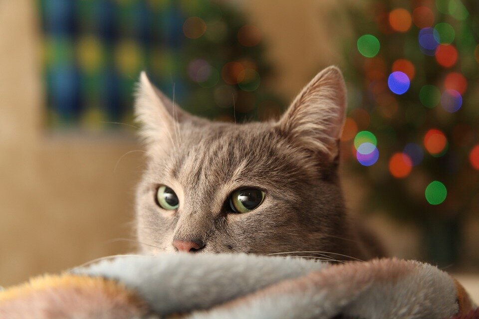 Фото: pixabay.com