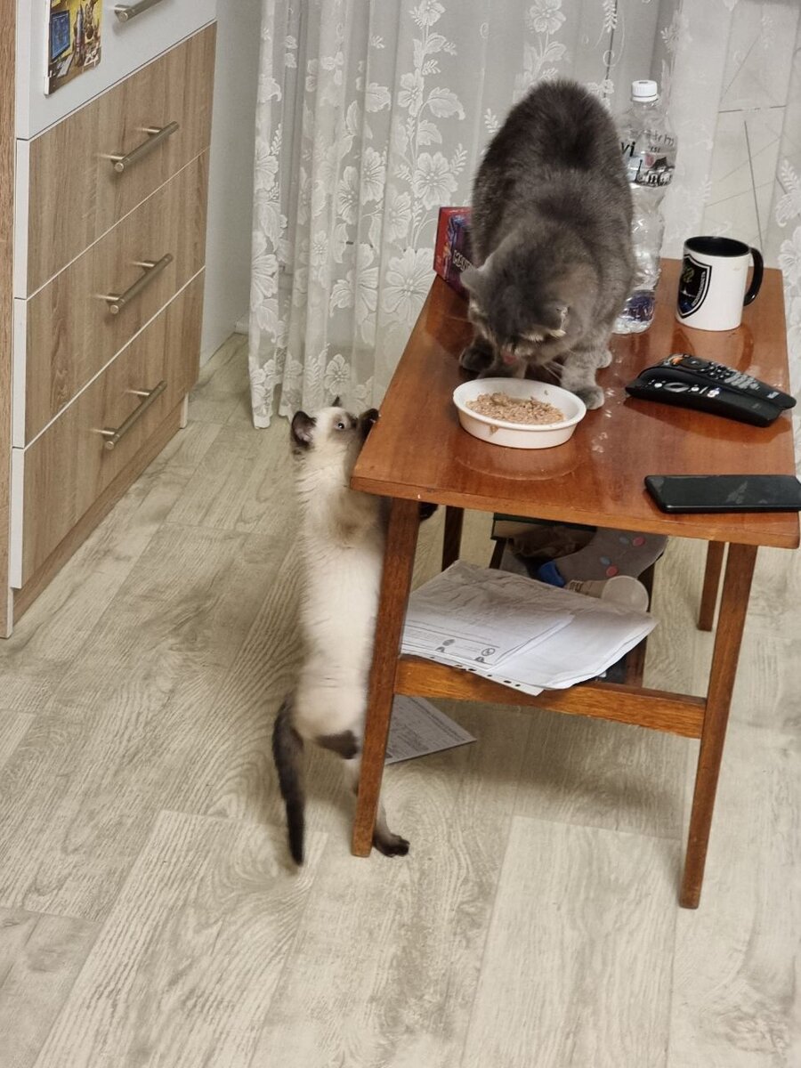 Старшая кошка пытается поесть в одиночестве