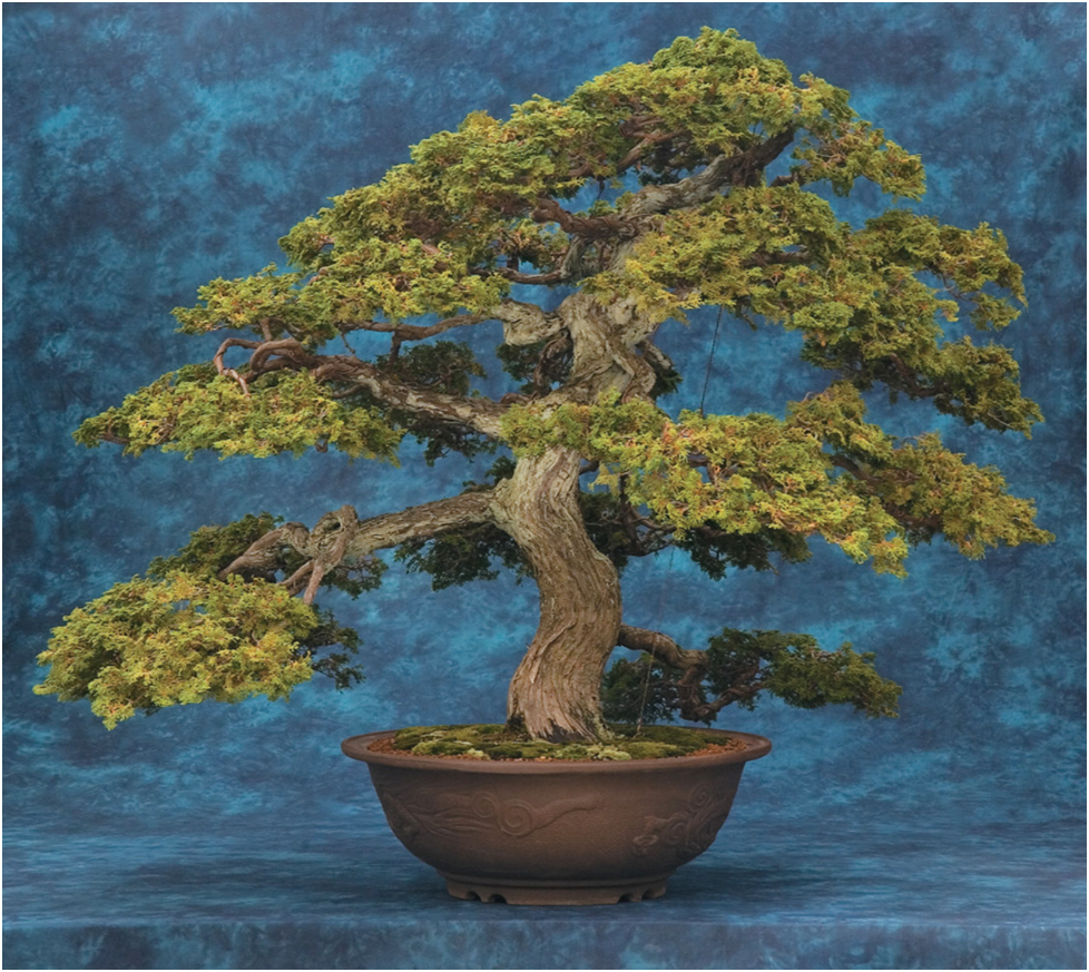 Старейшее дерево в коллекции.  Посажено в 1737 году.
Источник: https://arboretum.harvard.edu/plant-bios/compact-hinoki-cypress/
