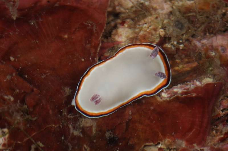 Goniobranchus fabulus - самый крупный из новых видов морских слизней 