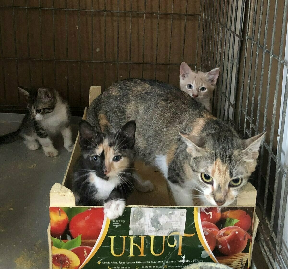 Кошка с котята в коробкк. Кошки бывает 15 котят?.
