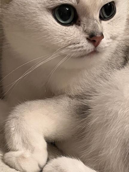    Актер Алексей Шевченков: У меня все в полном объеме – Снежинка, Пончик и Снупи