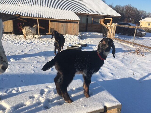 Гордый взгляд.