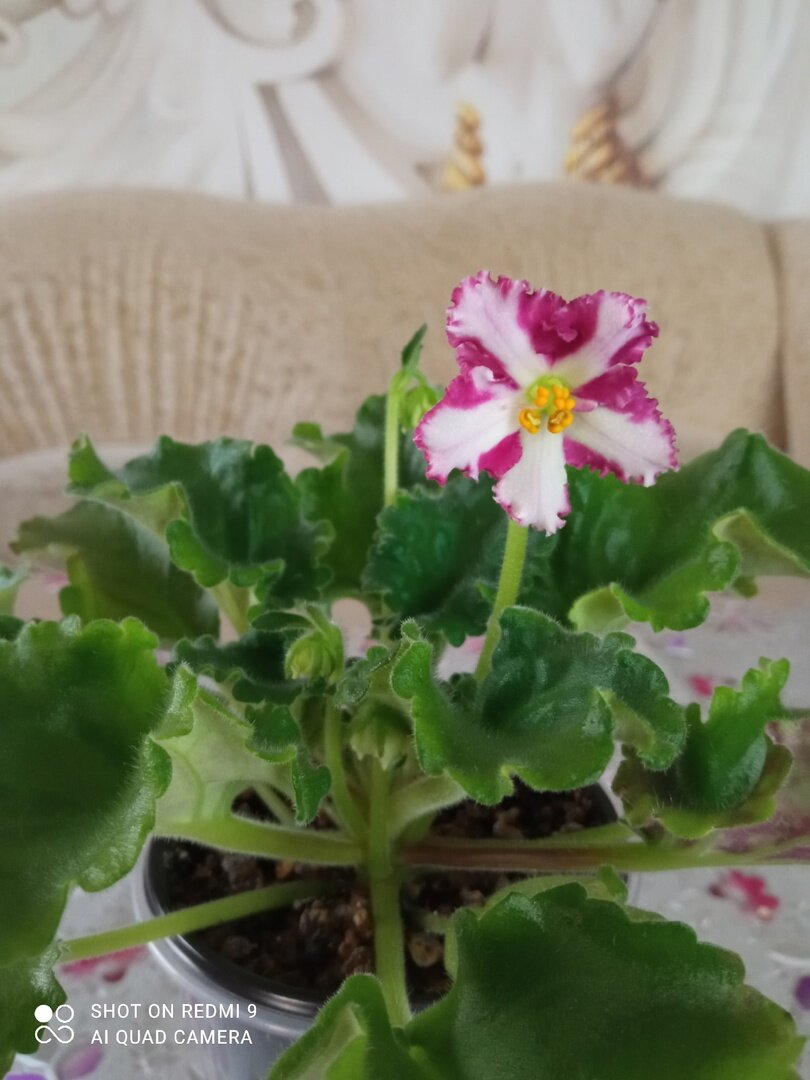 Фиалка ЛЕ Взбитые сливки