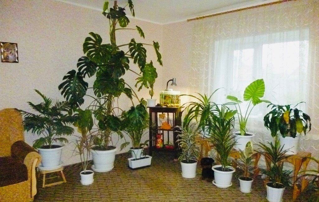 Необычные комнатные растения: Топ-25 видов с описанием и фото