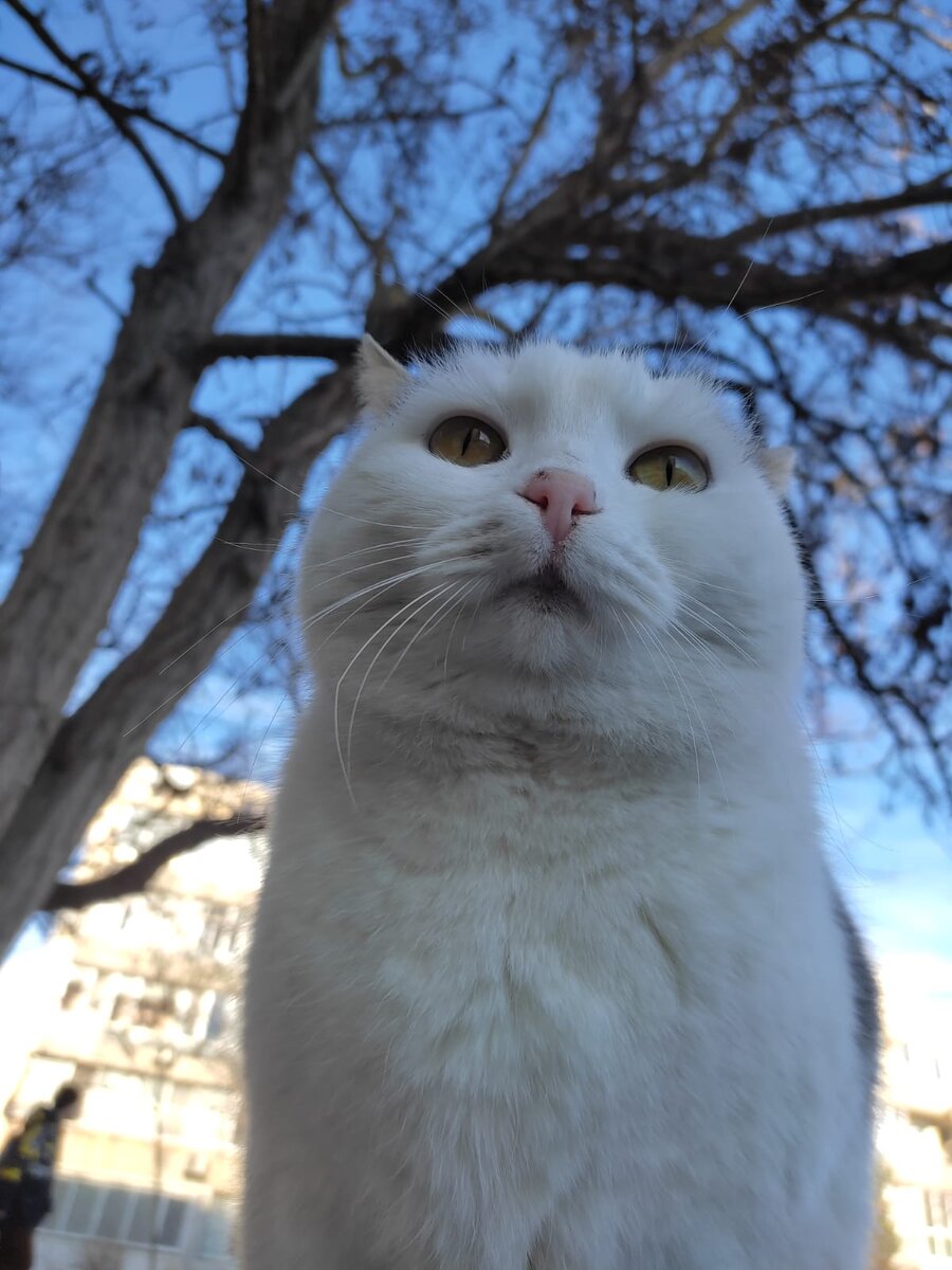 котики прилетели