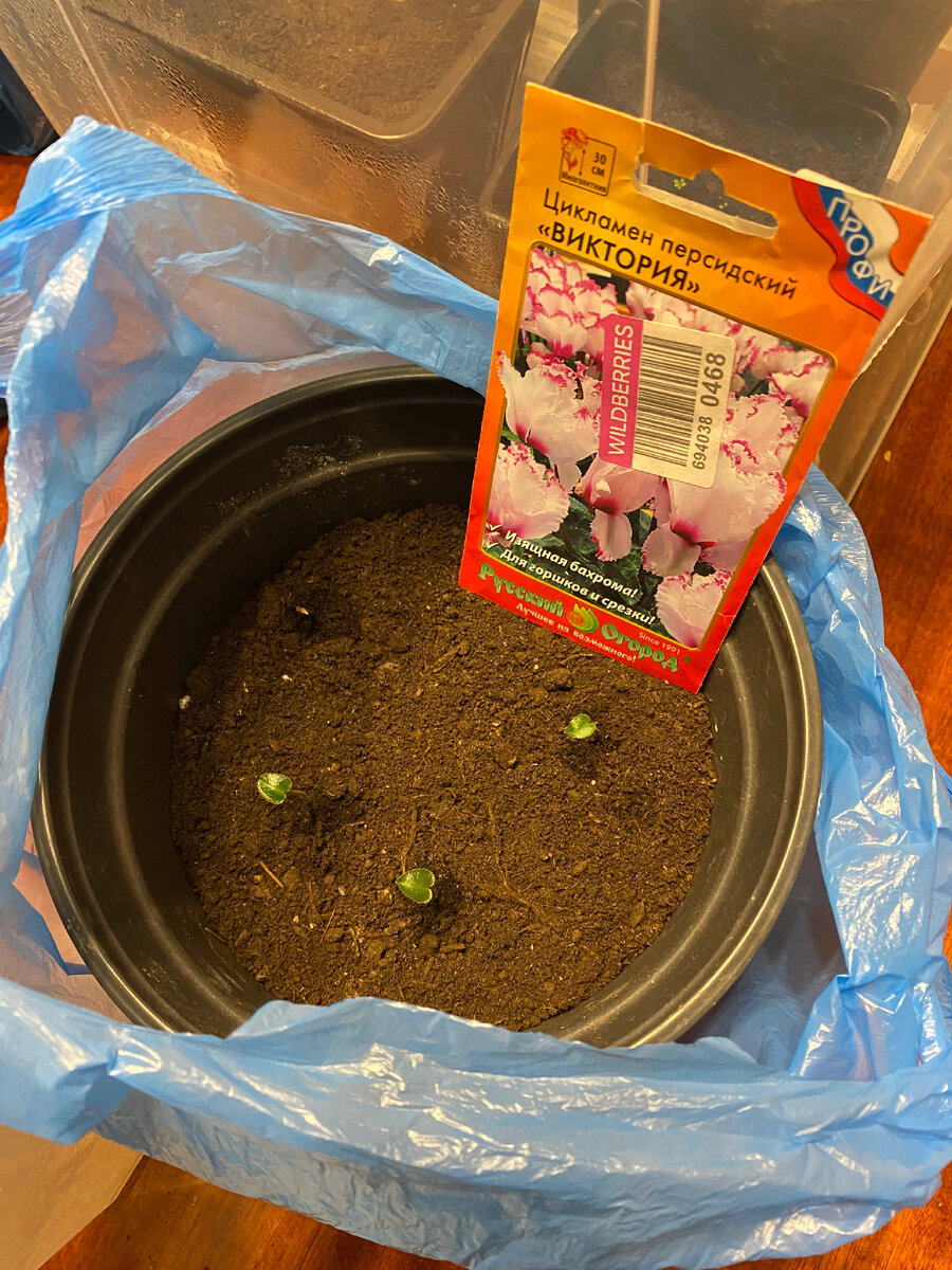 Было четыре, четыре семечка и проросли, одно чуть позже, ещё в виде петелечки. Фото 10.01.23.