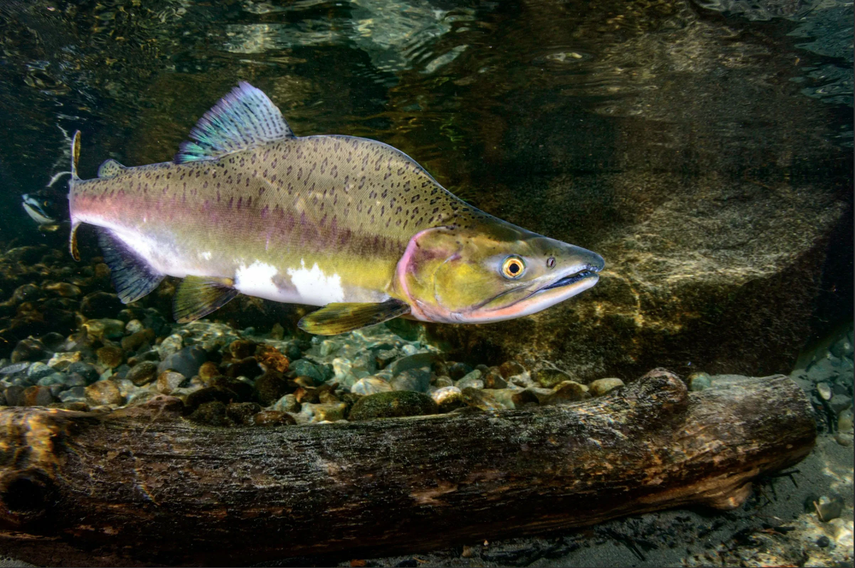 Рыба горбуша. Горбуша Речная. Горбуша Речная рыба. Горбуша Oncorhynchus gorbuscha (Walbaum).