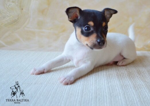 Щенок той-фокстерьера