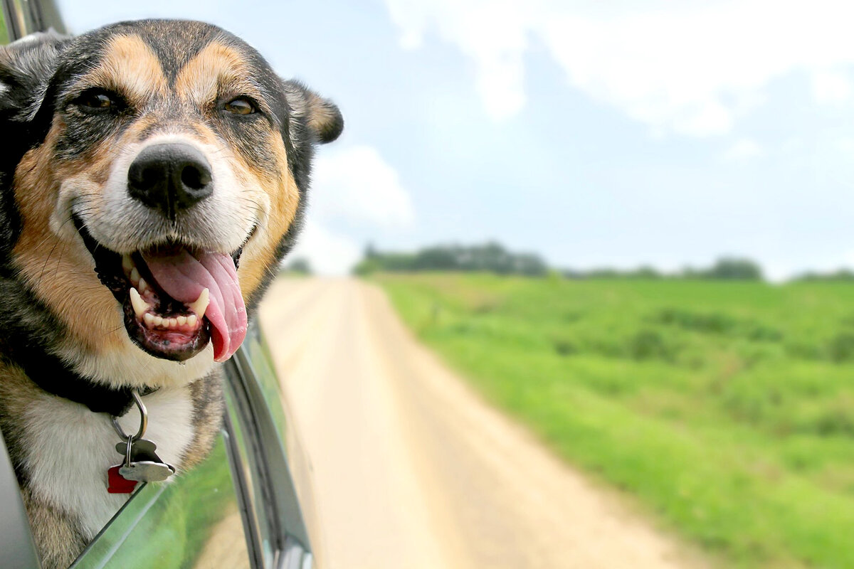 Уму не нужно счастье