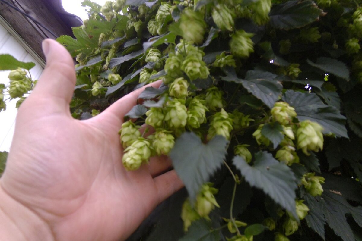 Шишки хмеля