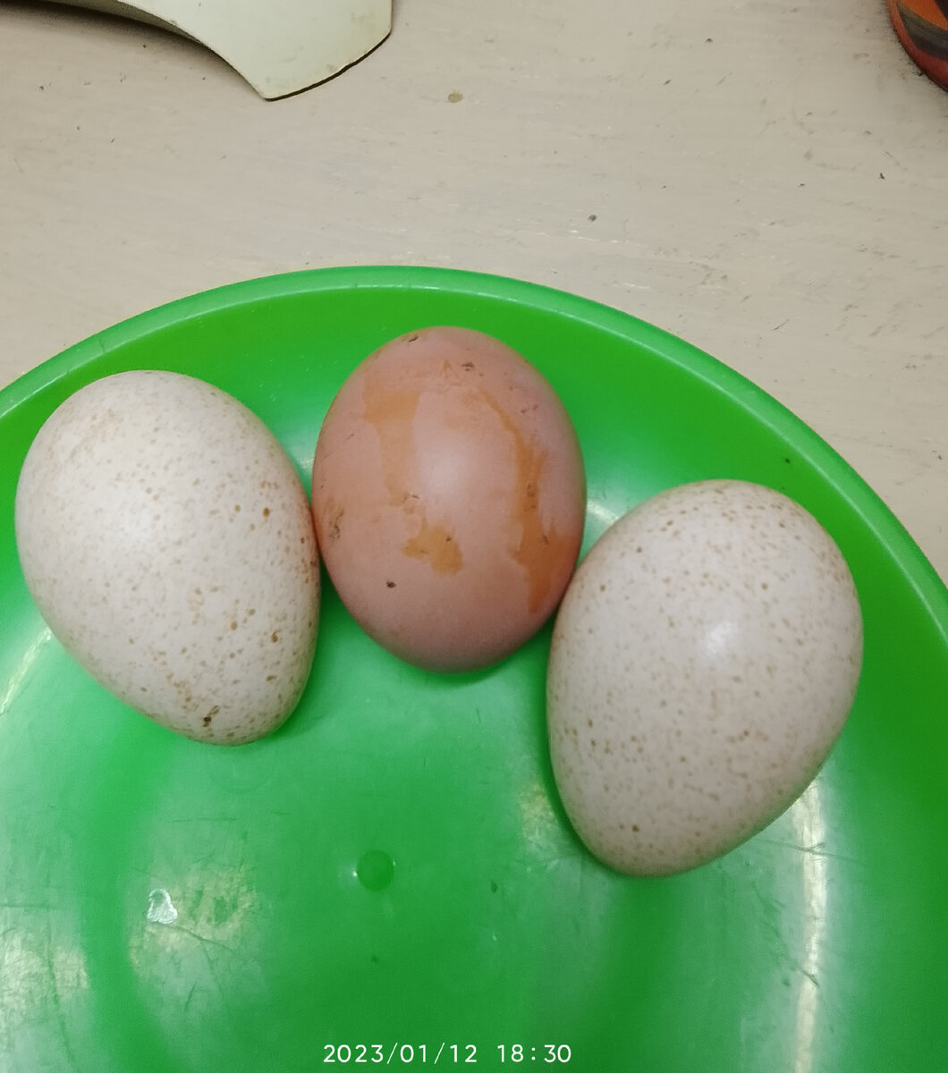 в серёдке яйцо куриное. для сравнения.