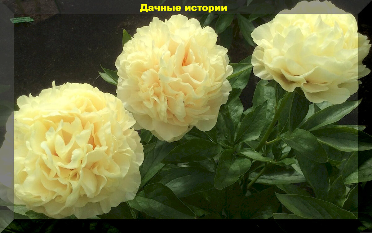 Дабл френд пион фото Пион дабл френд