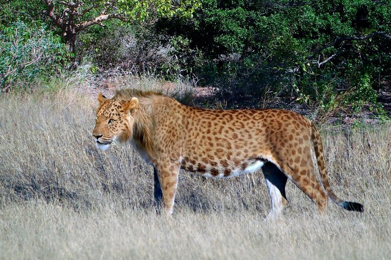 Славик, этот леопардовый костюм меня не сильно полнит? 