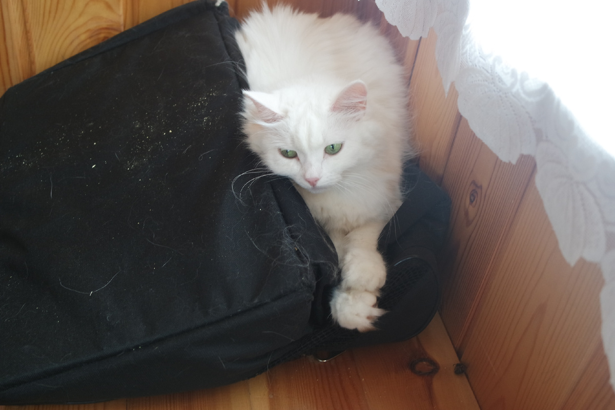 Йети очень похож на эту кошку, но он ехал в поезде