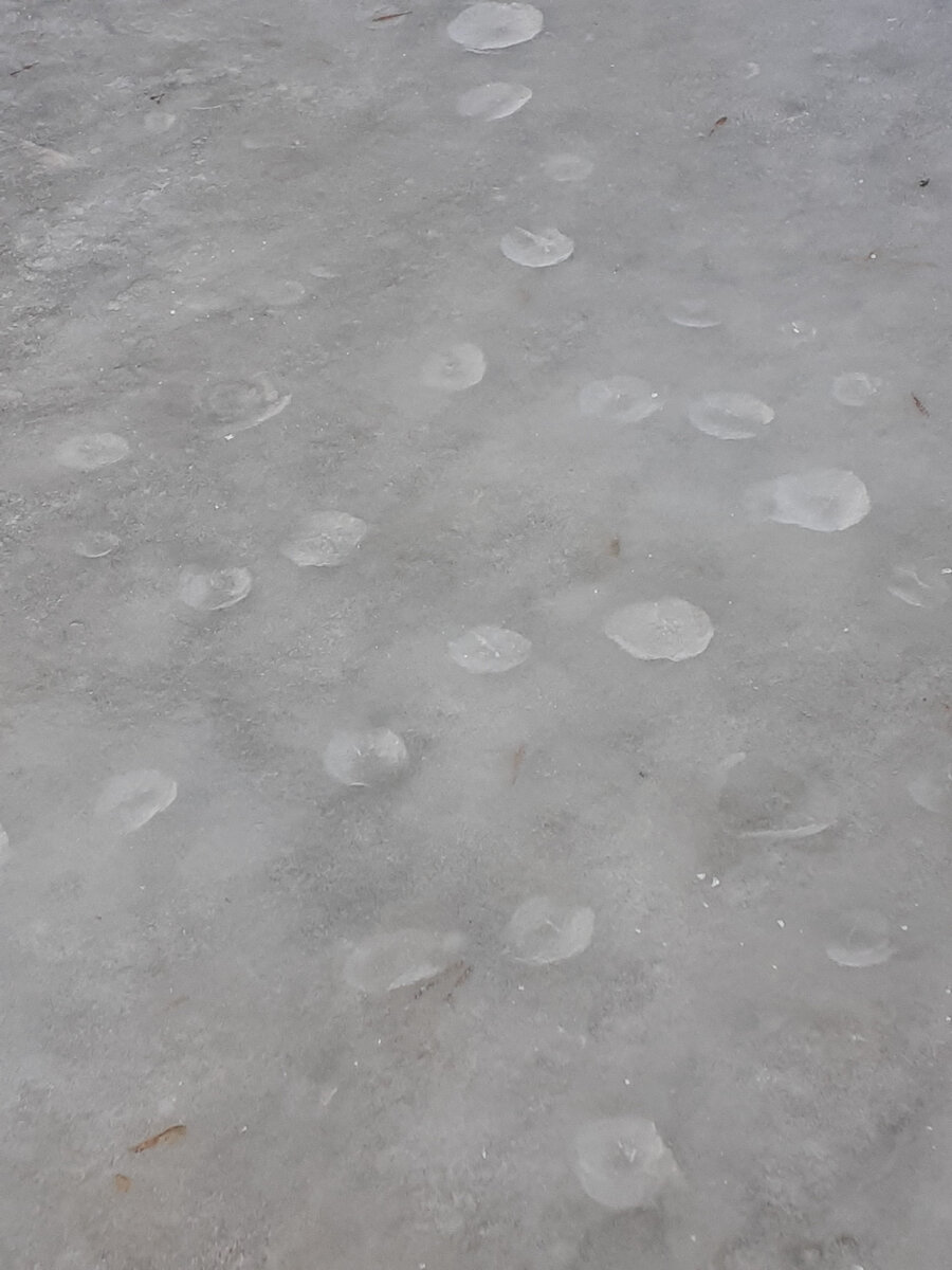 ледяные медузы