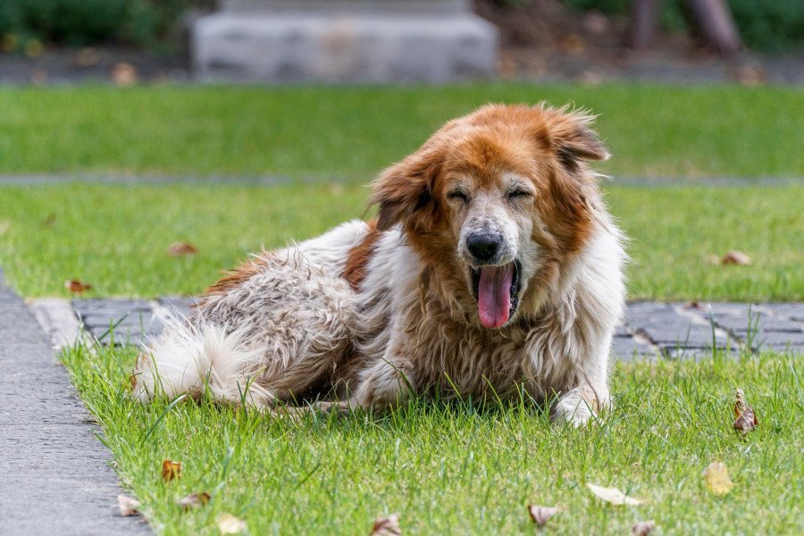 Периодический кашель у здоровой собаки обычно не вызывает беспокойства. Но, как и людей, когда кашель собаки становится постоянным или повторяющимся, это может быть признаком серьезного заболевания.