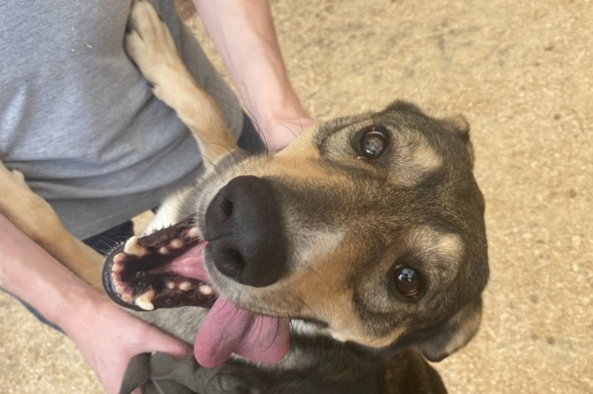    Во Владимире отменили заочное решение о закрытии приюта «Валента»