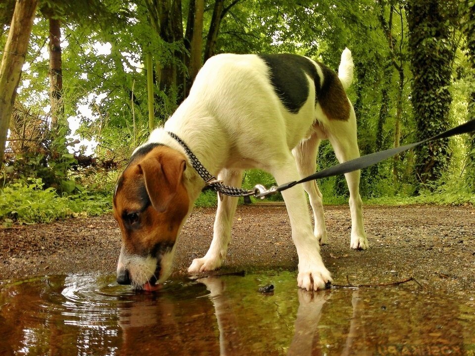 "О нет, ваша собака пила из лужи?"