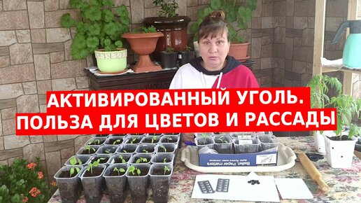 Активированный уголь для рассады, цветов и растений