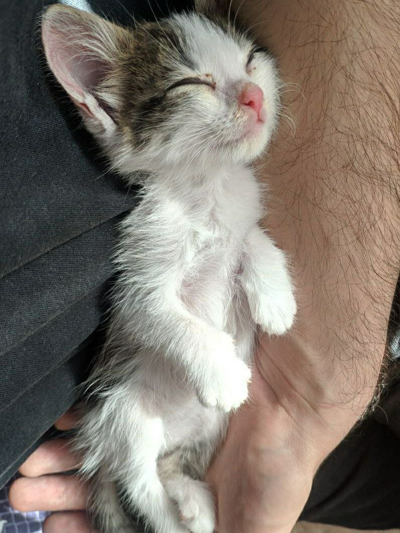 Листайте галерею, чтобы увидеть, как постепенно менялся котенок. Здесь - в октябре прошлого года он у нас на передержке, любил спать вот так, на руке. А дальше...