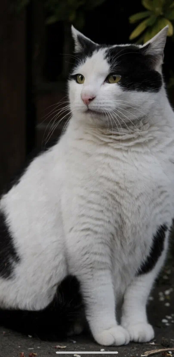 Вылитый Мухтар. Фото с просторов интернета