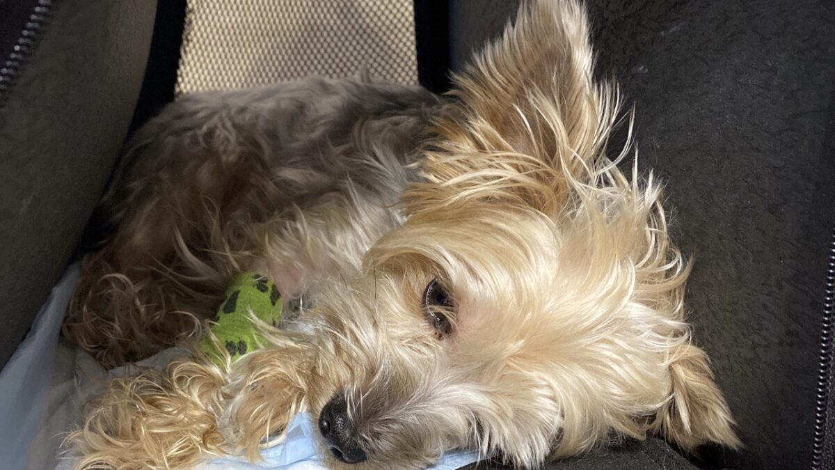 Фото: ИА SM.News📷
