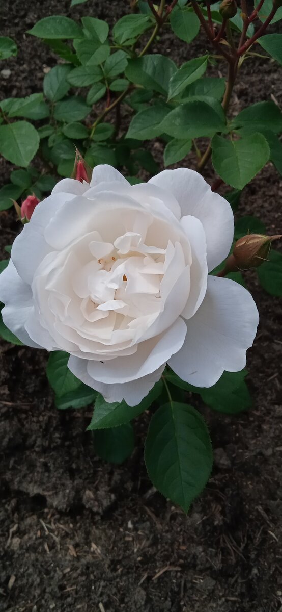 1 июля, после разбора полёта цветение, уже лучше! Наверно у меня в тот день был ретроградный Меркурий😁