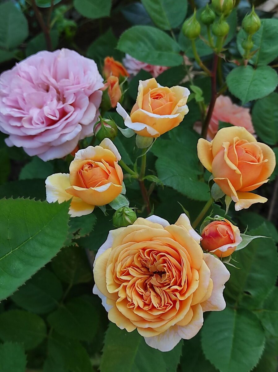 Чарльз Остин 