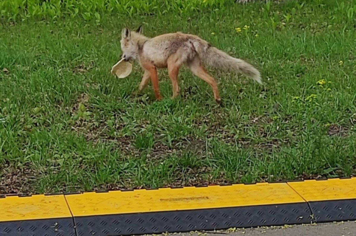    Омичам в этом году хотят позволить дополнительную охоту на лис