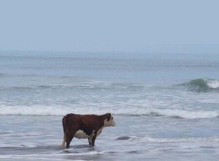 Корова в море для большего драматизма