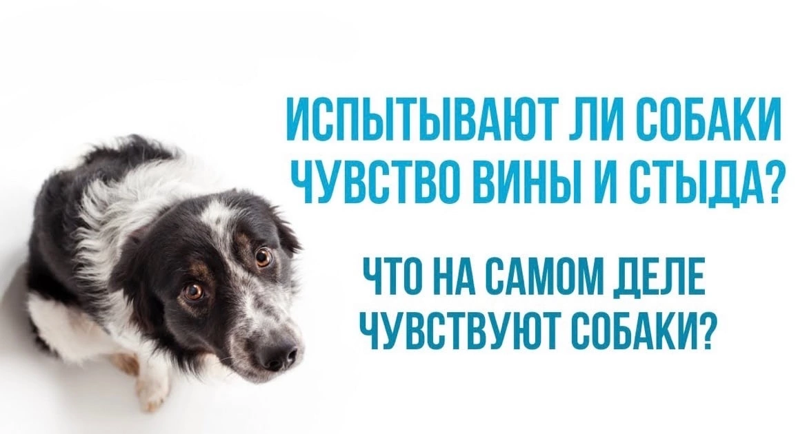 Известный американский психолог Александра Горовиц (Aleksandra Horowitz) провела очень элегантный эксперимент. Она сняла на видео и проанализировала поведение 14 собак, когда им давали команду не трогать угощение. Пока владельцы были в другом помещении, Горовиц давала угощение некоторым собакам. Затем владельцев просили вернуться и некоторым говорили, что их собака съела угощение, а другим говорили, что их собака не трогала еду. Однако не всем сказали правду о поведении их собак. Было выяснено, что виноватые взгляды собак не связаны с тем, съели ли они угощение или нет. Собаки, которые не ели, но были отруганы владельцами, демонстрировали те же элементы «виновного взгляда», что и провинившиеся. Это показывает, что собаки реагировали на поведение их владельца, а не испытывали чувство вины.
Не понимая природы поведения собаки, человек начинает предъявлять к ней завышенные требования. Часто это приводит к ухудшению взаимоотношений между собакой и хозяином. Образуется порочный круг. Например:
С собакой мало гуляют.
⇓
Собака начинает грызть мебель, чтобы чем-то себя занять.
⇓
Приходит хозяин и ругает собаку за испорченные вещи.
⇓
Собака пытается успокоить хозяина через «знаки примирения».
⇓
Собака связывает приход хозяина с чем-то неприятным.
(«сейчас придет хозяин и опять будет на меня кричать»)
⇓
Собака начинает испытывать постоянный стресс, что заставляет её ещё больше портить вещи.
 
Поэтому, владельцу нужно понимать, что у любого деструктивного поведения собаки есть причина. Очень часто это связанно с нереализованными потребностями. И первое, что нужно сделать – это найти причину такого поведения, а не взывать к совести собаки и пытаться длинными нравоучениями её вразумить.

Кинолог-зоопсихолог: Денис Евсеенков.