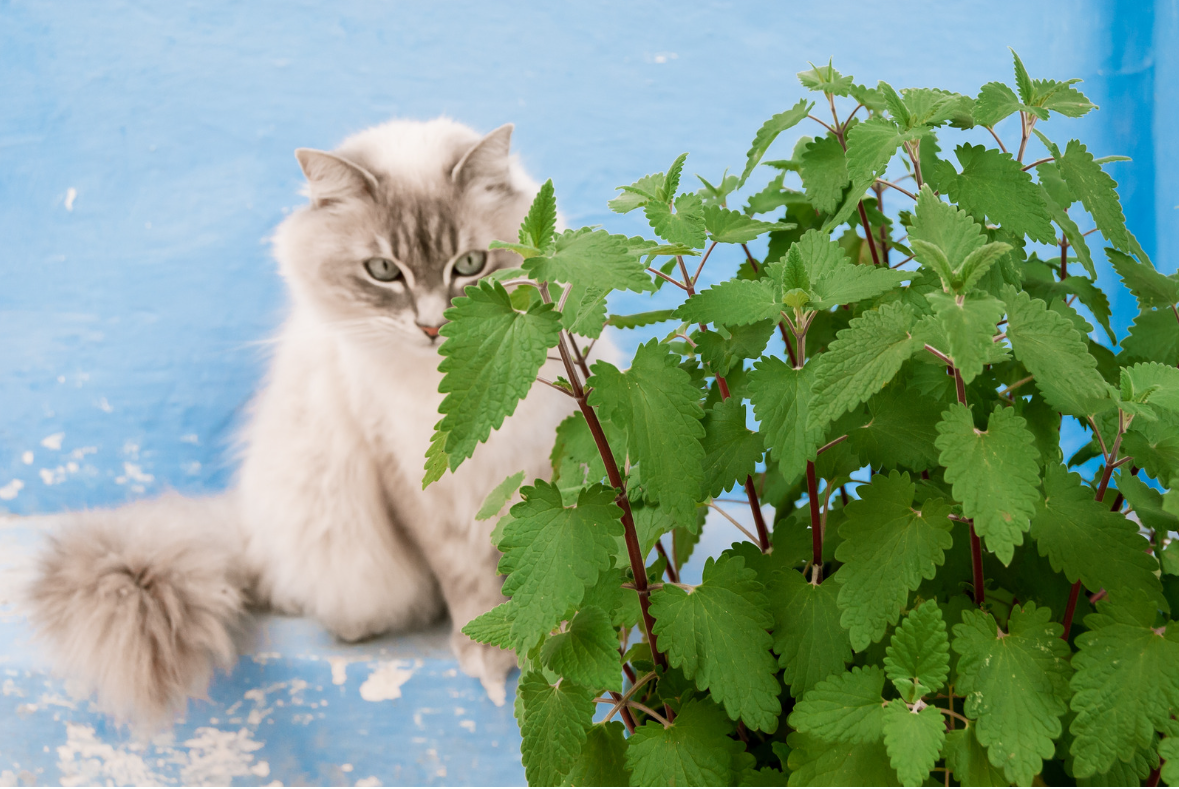 Кот и кошачья мята. Фото используется по лицензии Getty Images