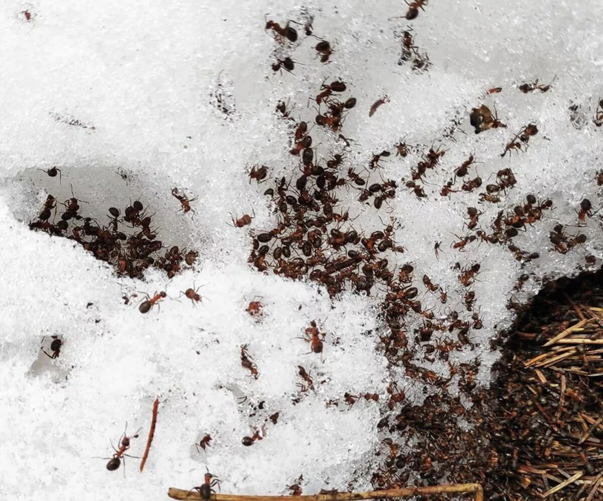Вышли муравьи после зимней стужи. Зимовка муравьев. Насекомые на снегу. Муравейник зимой. Муравьи зимой.