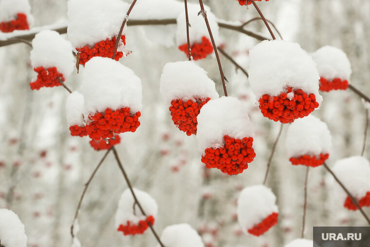    Дневная температура воздуха 27 февраля достигнет отметки -1 градус