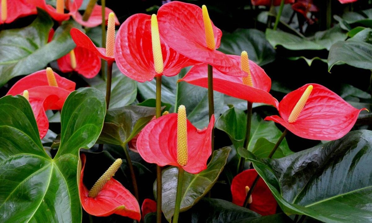 Антуриум (мужское счастье)