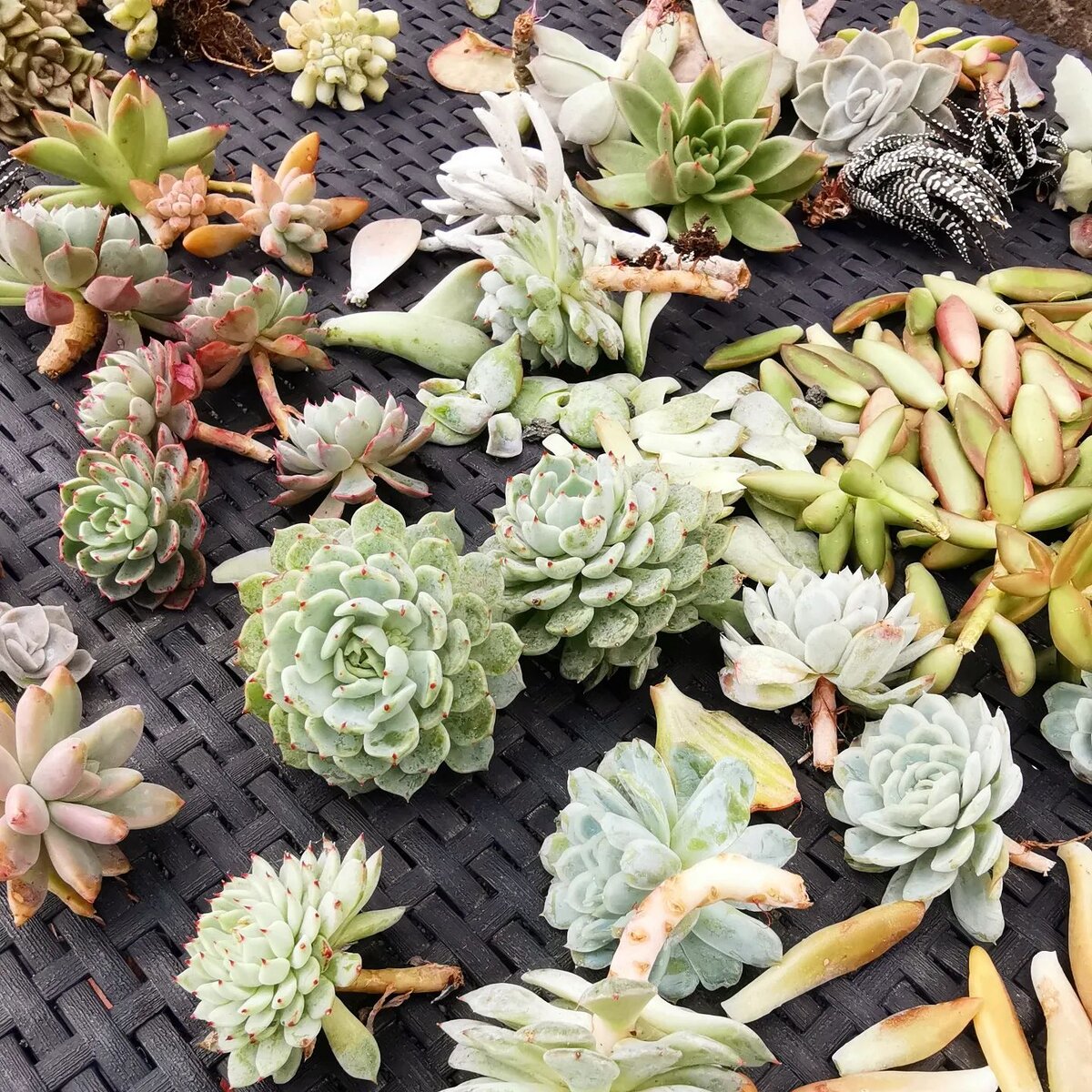 @evergreenlanzarote