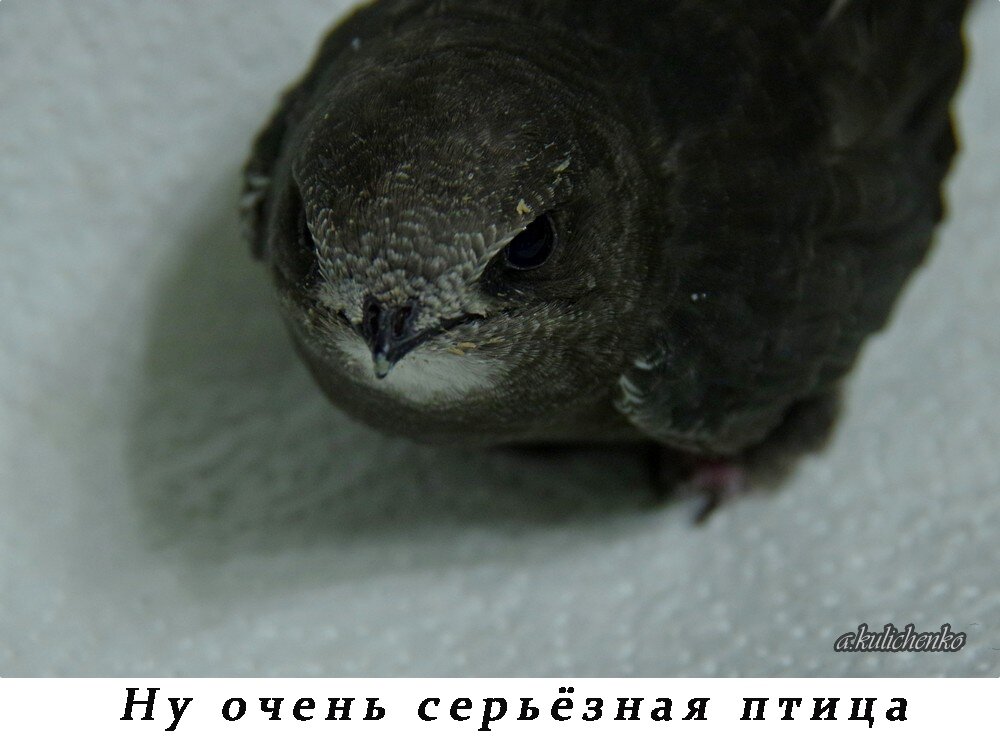 Как выпустить стрижа